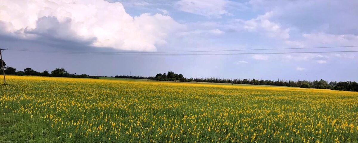 Como aplicar las mejores práticas de agricultura sustentable en lo biológico y alcanzar el mejor rendimiento económico